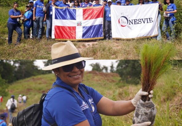 Reforestacion 31