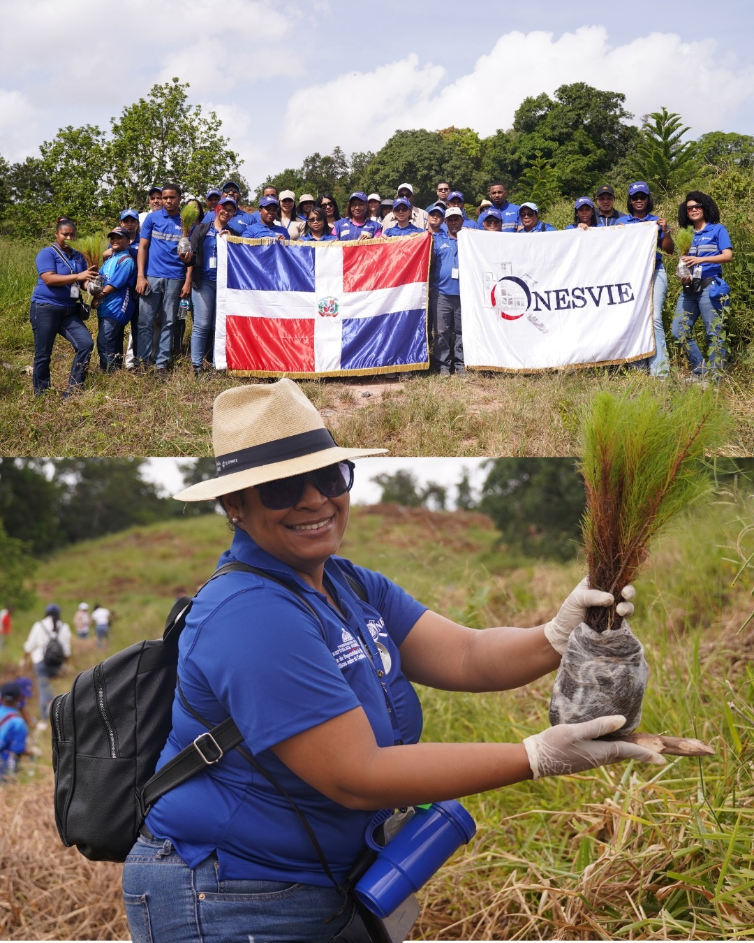Reforestacion 31